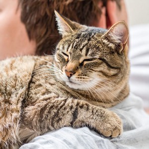 Melodías De Guitarra Que Relajan A Los Gatos