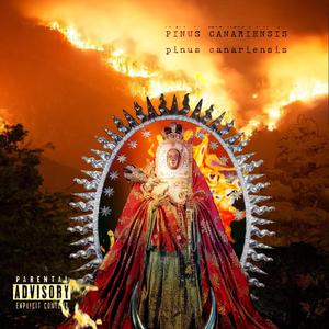 Pinus Canariensis (Explicit)