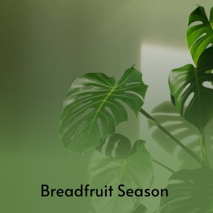 Breadfruit Season