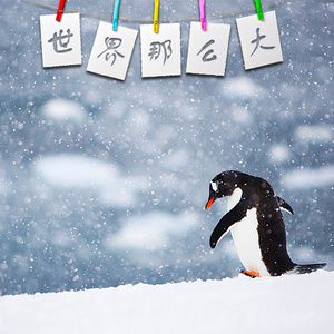 《世界那么大》