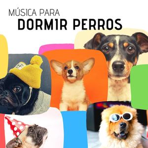 Música para Dormir Perros: 20 Canciones Relajantes para Curar la Ansiedad y Estrés de tus Mascotas