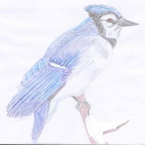 Blue Jay