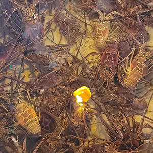 star (feat. Strug) (Explicit)