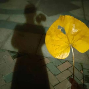 再见灰姑娘
