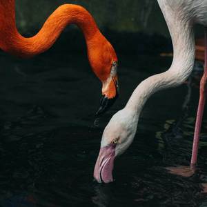 got me ****ed up (Explicit)