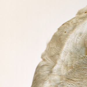 There Are Only Three Ingredients in a Dish of Porridge