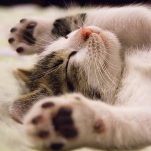 猫与夏天