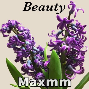 Beauty
