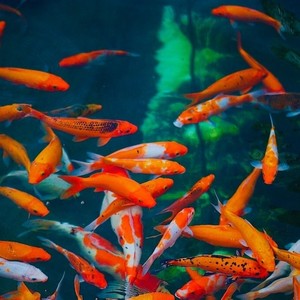 锦鲤 (Original Mix)