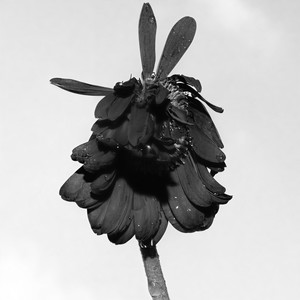 come around (Explicit)