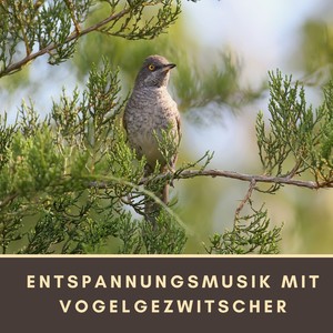 Entspannungsmusik mit Vogelgezwitscher: Klänge der Natur um Sich zu Erholen