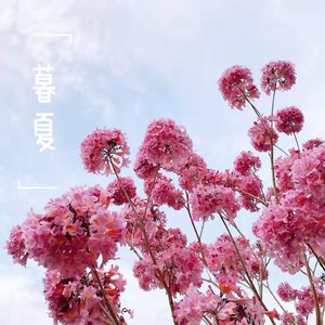 暮 夏 (中文版)