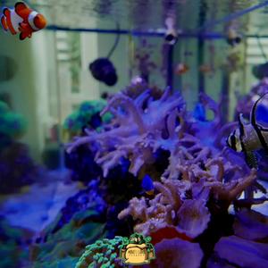 FINDING NEMO (feat. LeeBaby) (Explicit)