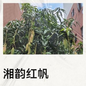湘韵红帆封面