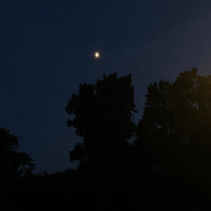 Echoes of a Forest...