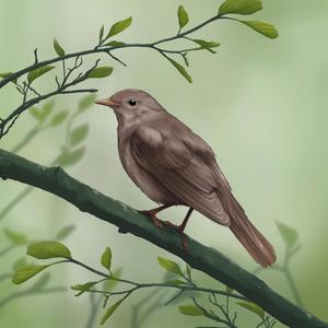 Thrush Nightingale