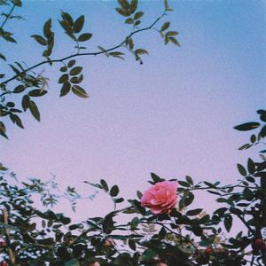 roses (Explicit)