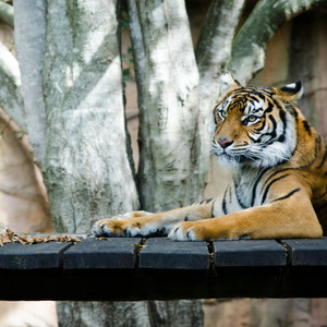 ZOO TRAPPERZ RAP BEAT