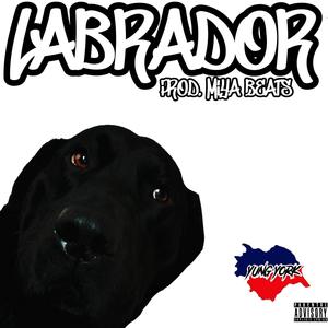 Labrador (Explicit)