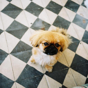 רוקד עם כוכבים (Explicit)