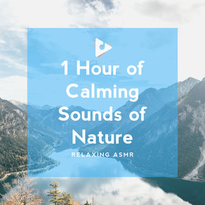 1 Hour of Calming Sounds of Nature