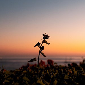 Love. (wave to earth) - Piano Version