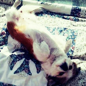 BINGBIAN病变「YY现场机架直录」