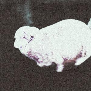 SHEEP WITHDREW (Explicit)