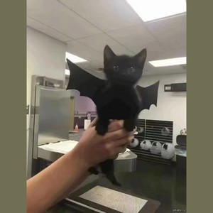 越来越不懂 (COVER版)