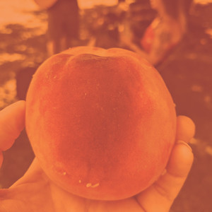 Palisade Peaches