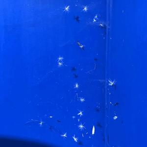 why why? (feat. Batya Belle) (Explicit)