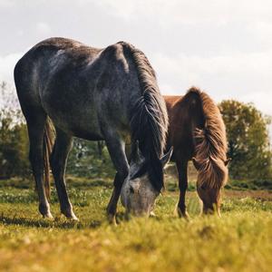 Horses licking and chewing (for Paula)