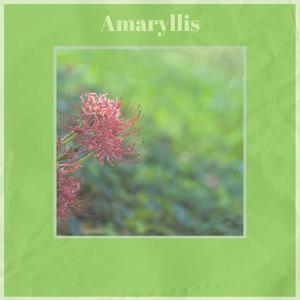 Amaryllis