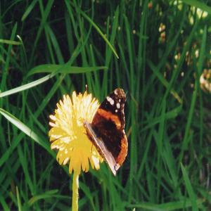 Butterfly Typhoon