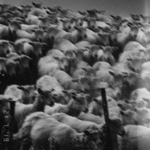 NO SAVIOUR (feat. Myto_ZA) (Explicit)