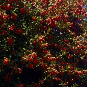 Rode that Dick in a Circle(feat. Alfred. & Tron Javolta) (Explicit)