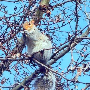 bayonetta (Explicit)