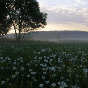 lo que sieNto x ti (feat. SHADE08)