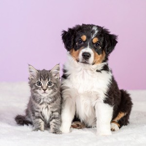 Corazones Suaves Latiendo Al Unísono