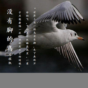没有脚的鸟