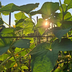 No hesitation freestyle