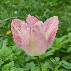 Tulipe