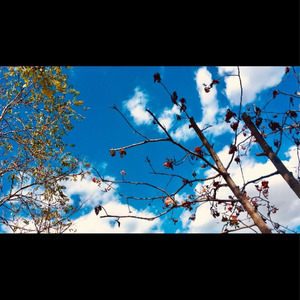 与你一起的四季