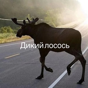 Дикий лосось