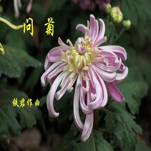 问菊-菊花吟