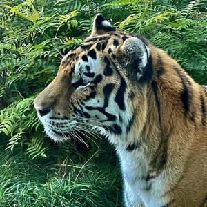 Real Trap **** (Explicit)