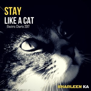 Stay Like a Cat