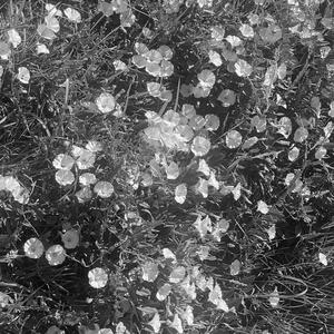 botanica (slowed + reverb)