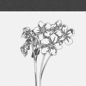Forget Me Not (s)