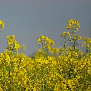 Triumph of Spring